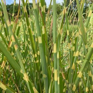 Miscanthus sinensis Strictus