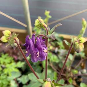 Aquilegia caerulea Biedermeir