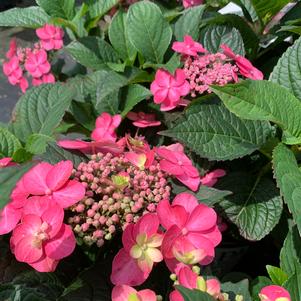 HYDRANGEA SERRATA TUFF STUFF™ RED (PP28672) 