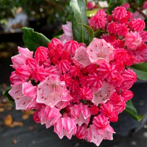 Kalmia latifolia Olympic Fire