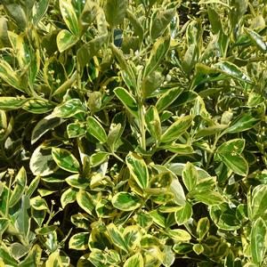 Euonymus japonicus Silver King