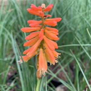 Kniphofia Echo Rojo