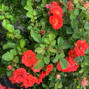 Rosa Drift® Coral (PP19148) 