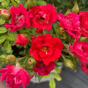 Rosa Drift® Red (PP17877) 