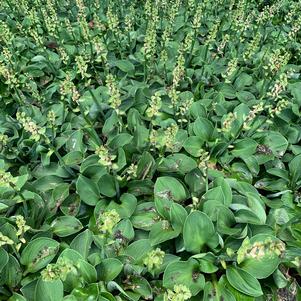 Hosta Blue Mouse Ears