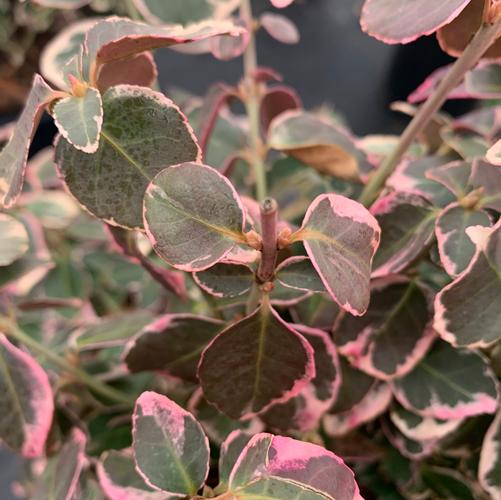 Euonymus fortunei Emerald Gaiety