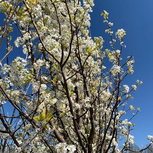 Pyrus calleryana Cleveland Select