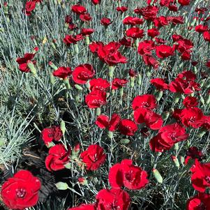 Dianthus Cherry Pie