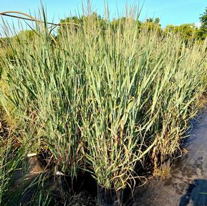 Panicum virgatum Dallas Blues