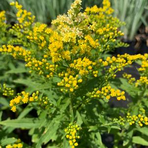 Solidago dansolitlem Little Lemon®