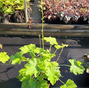 Heuchera Autumn Bride