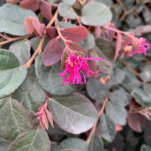 Loropetalum chinensis Ruby