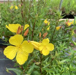 Oenothera fruticosa 