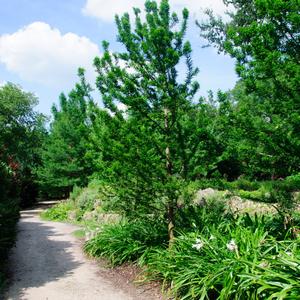 Taxodium distichum Peve Minaret