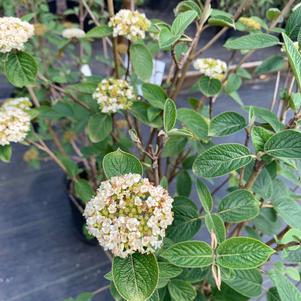 Viburnum X (rhytodophyllum x 'Mohican') Alleghany