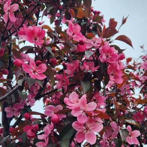 Malus Perfect Purple