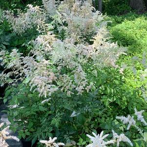 Astilbe arendsii Deutschland