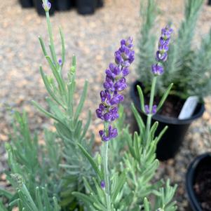 Lavandula Munstead