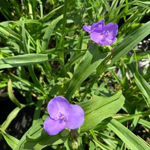 Tradescantia ohiensis Mrs. Loewer