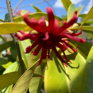 Illicium mexicanum Aztec Fire