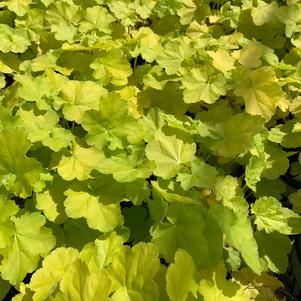 Heuchera Pretty Pistachio