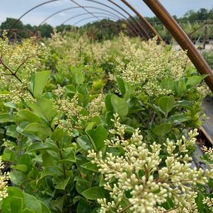 LIGUSTRUM JAPONICUM DAVIDSONS HARDY