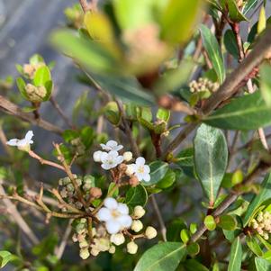 Viburnum obovatum Mrs. Schillers Delight