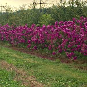 Lagerstroemia Purple Select