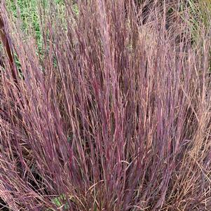 Schizachyrium scoparium Smoke Signal