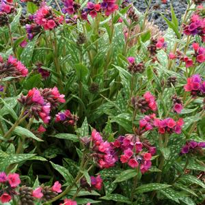 Pulmonaria Raspberry Splash