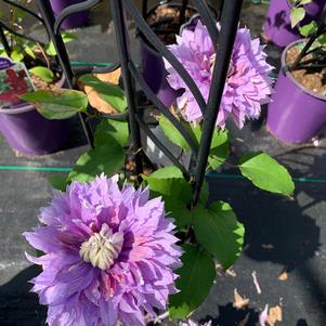 Clematis Diamantina