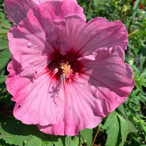 Hibiscus Inner Glow