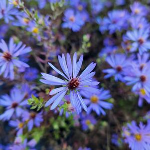 Aster oblongifolius Raydon's Favorite