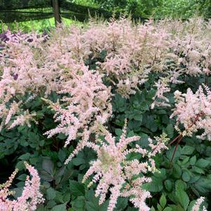 ASTILBE CHINENSIS SPOTLIGHT