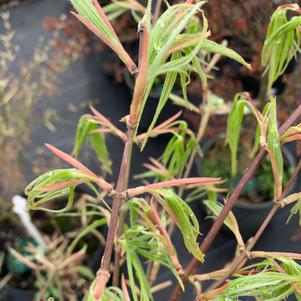 Acer palmatum Koto No Ito