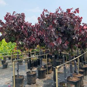 Cercis canadensis Black Pearl™ 'JN16' (pp28627) 