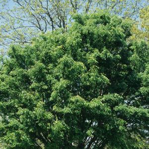 Zelkova serrata Village Green