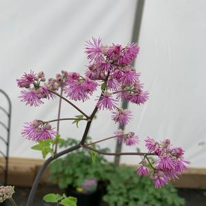 Thalictrum Black Stockings