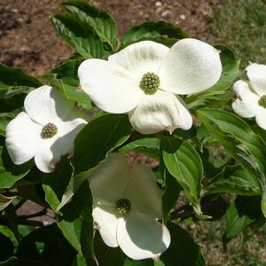 Cornus kousa 