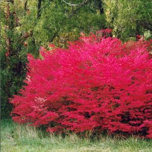 Euonymus alatus Compactus