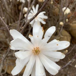 Magnolia stellata Royal Star