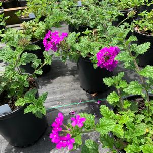 Verbena canadensis Homestead Purple