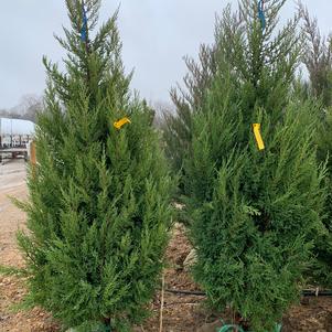 Juniperus chinensis Mountbattan