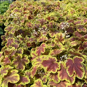 Heucherella x Solar Eclipse