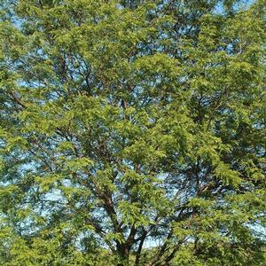 Gleditsia triacanthos Shademaster