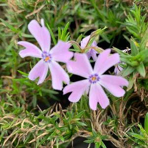 Phlox subulata Emerald Blue