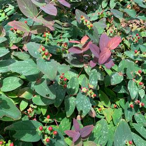 Hypericum calcynum Albury Purple