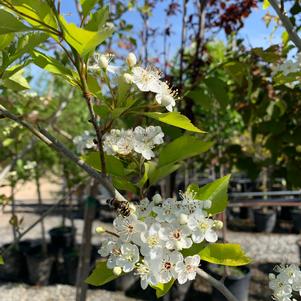 Crataegus viridis Winter King