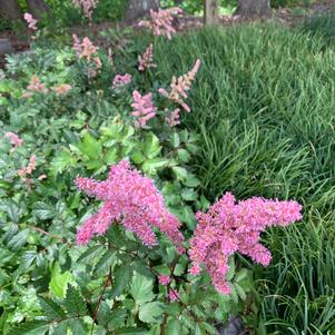 Astilbe arendsii Bressingham Beauty