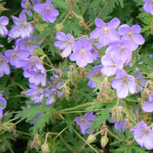 Geranium Rozanne